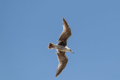 Low angle view of seagull flying