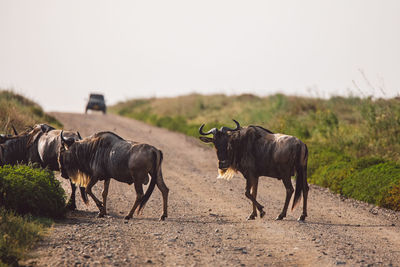 Gnu antelopes crossing the road 