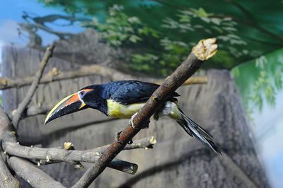 Close-up of bird perching on tree