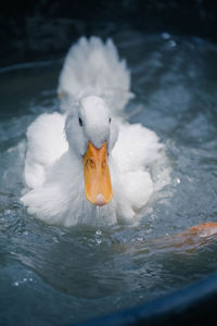 Close-up of a bird in water