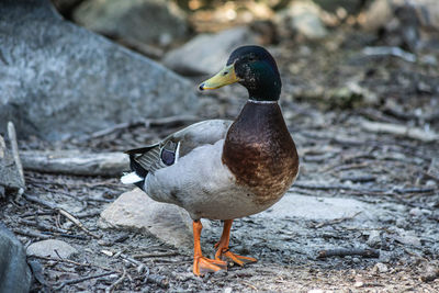 Close-up of mallard duck on rock