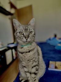 Close-up portrait of cat