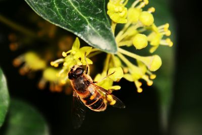 Close-up of bee pollinating on flower