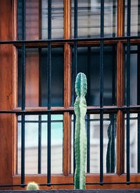 Close-up of cactus plant and glass window against building