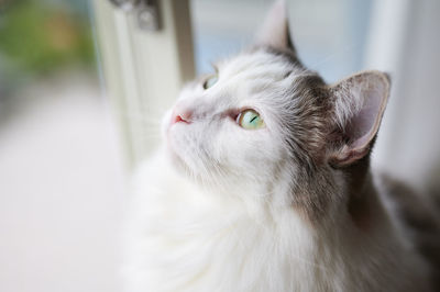 Close-up of a cat looking away