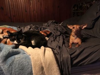 Cat resting on bed