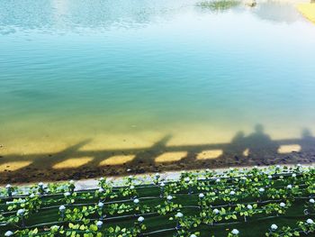 High angle view of lake