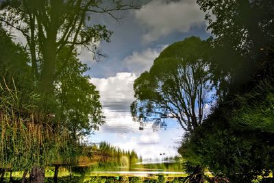 Scenic view of forest against sky