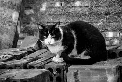 Portrait of cat sitting on wood