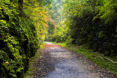 Road amidst trees in forest