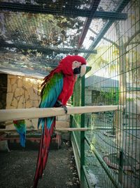 View of bird perching in cage