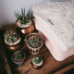 High angle view of cactus plants on table at home