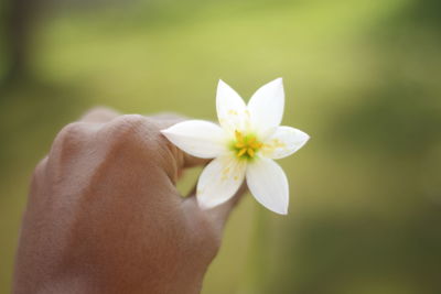 Close-up of hand holding white flowering plant