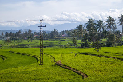 Scenic view of agricultural field against sky