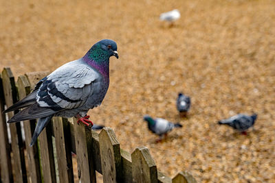 Close-up of pigeon perching on wood