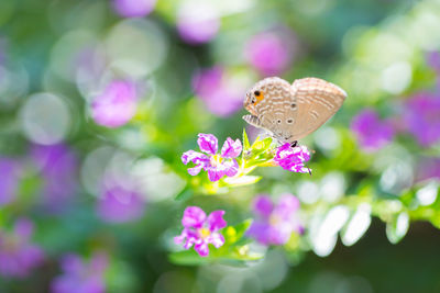 Close-up of butterfly pollinating on pink flower