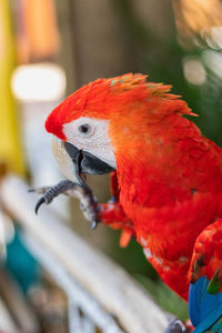 Close-up of parrot perching