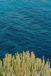 High angle view of plants by sea