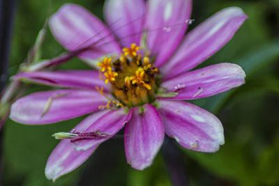 Close-up of pink flower