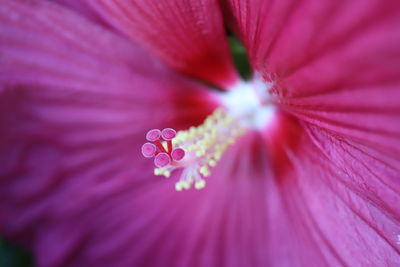 Close-up of purple flower