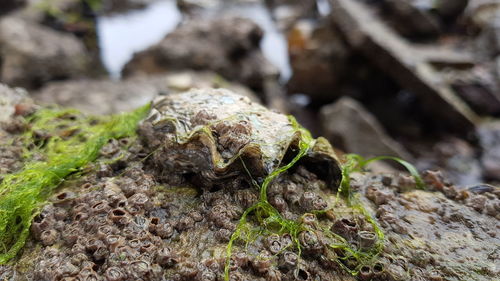 Close-up of lizard on rock
