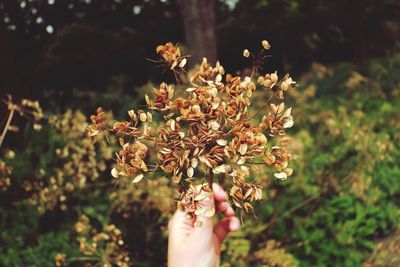 Close-up of hand holding flower against blurred background