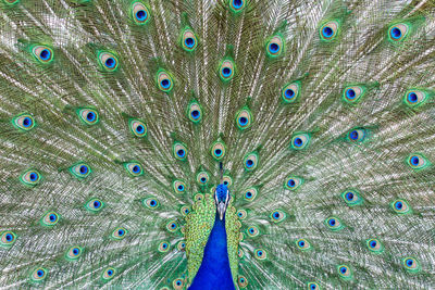 Stunning indian male peacock with open wings showing all its blue eyes over green plumage.