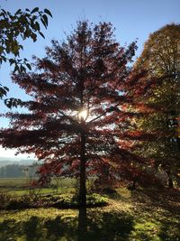 Sun shining through trees