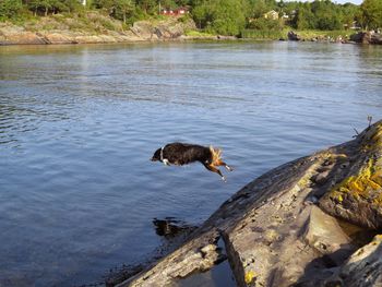 Dog jumping in water