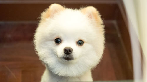 Close-up portrait of dog