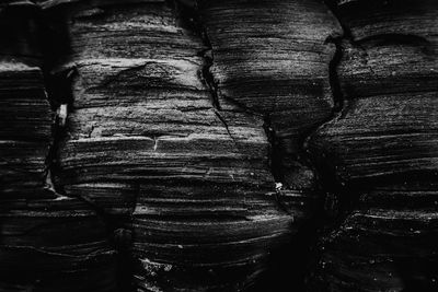 Full frame shot of tree trunk in forest