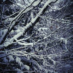 Close-up of tree branch in snow