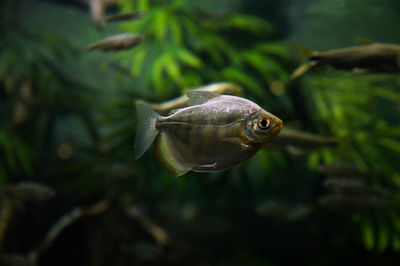 Close-up of fish swimming in water