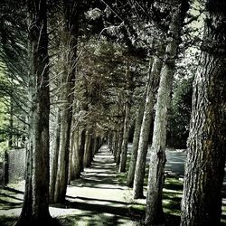 Narrow pathway along trees