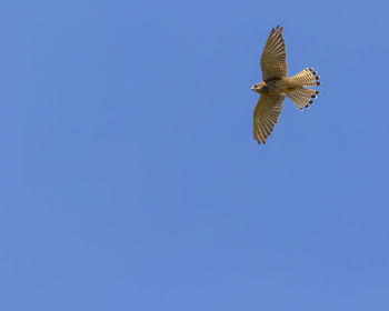 Low angle view of bird flying against clear blue sky