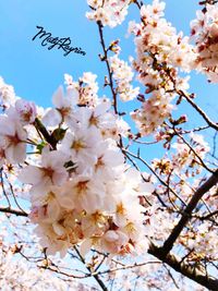 Low angle view of cherry blossoms against sky