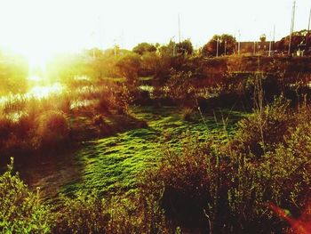 Sun shining through trees