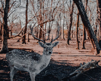 Portrait of deer in a forest