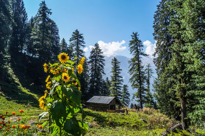 Trees in forest against sky