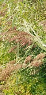 High angle view of plant growing on field