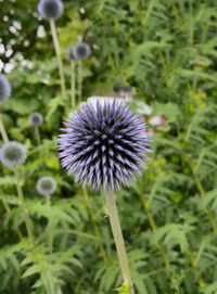 Close-up of dandelion