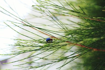 Close-up of ladybug on leaf