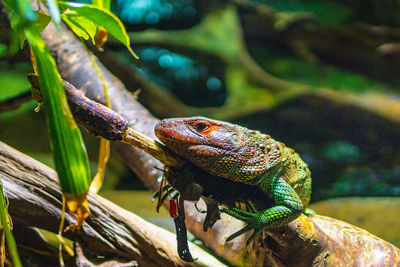 Krokodilteju at swiss zoo gossau