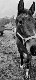 Horse standing in a field