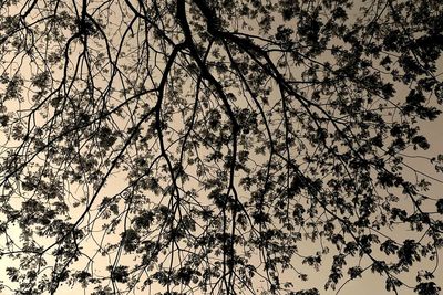 Low angle view of bare trees against sky