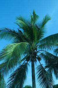 Low angle view of palm trees against sky