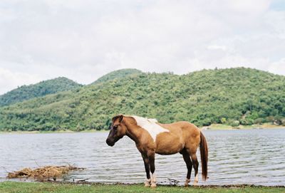 Horse standing in a lake against sky