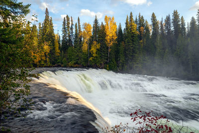 Scenic view of waterfall in forest