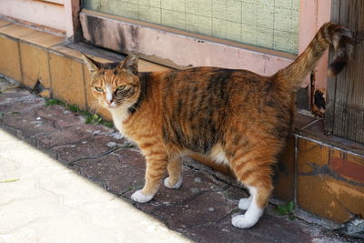 Portrait of ginger cat on footpath