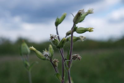 Close-up of plant against sky